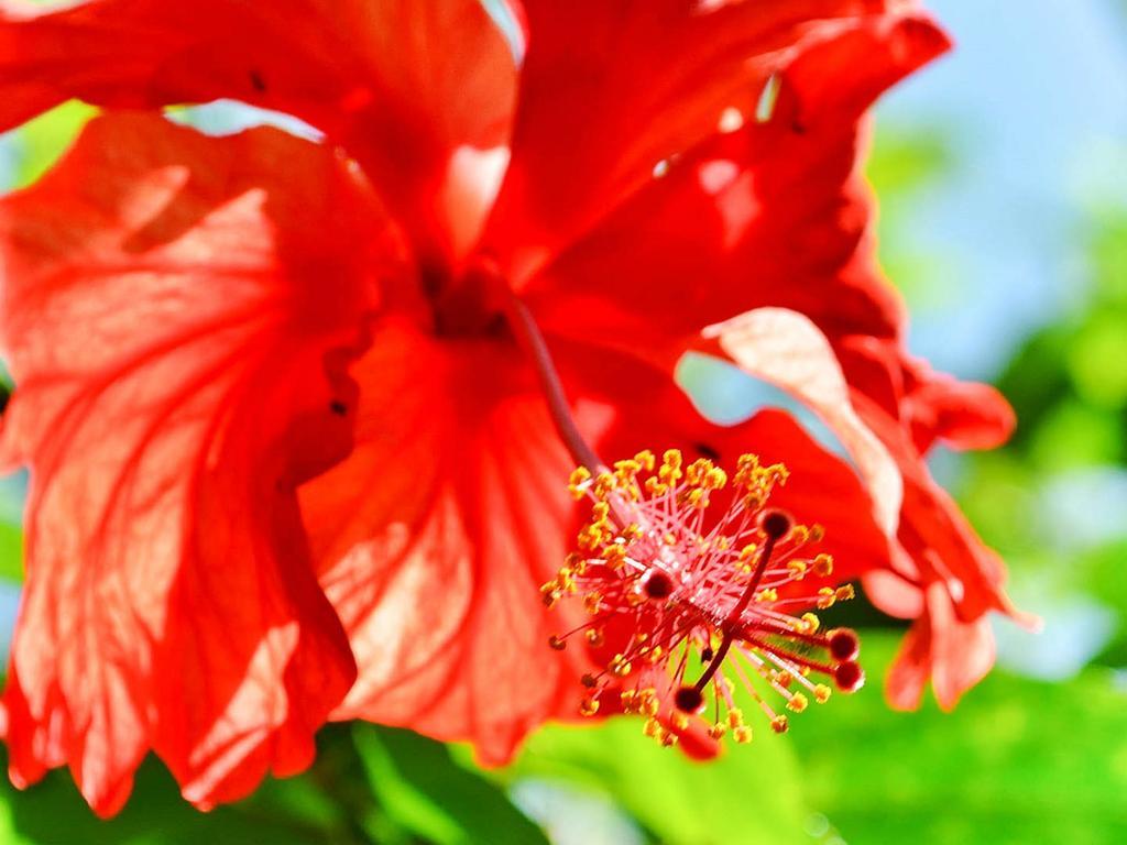 Caribe Town Bungalows Puerto Viejo de Talamanca Екстериор снимка